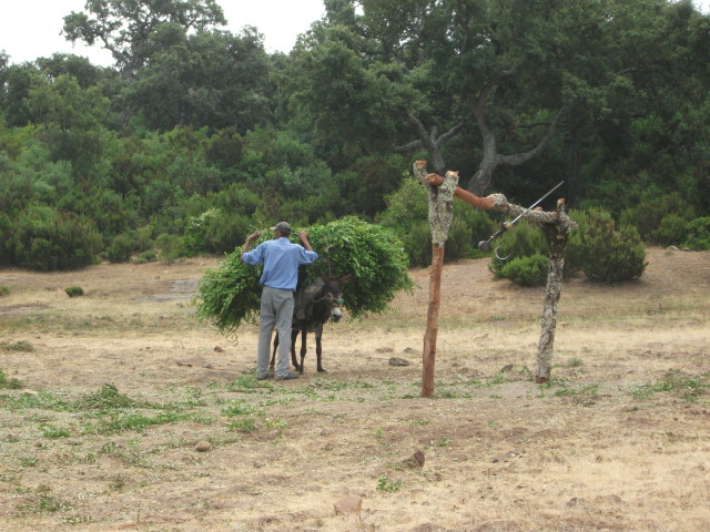 TUNISIAN MYRTLE OIL