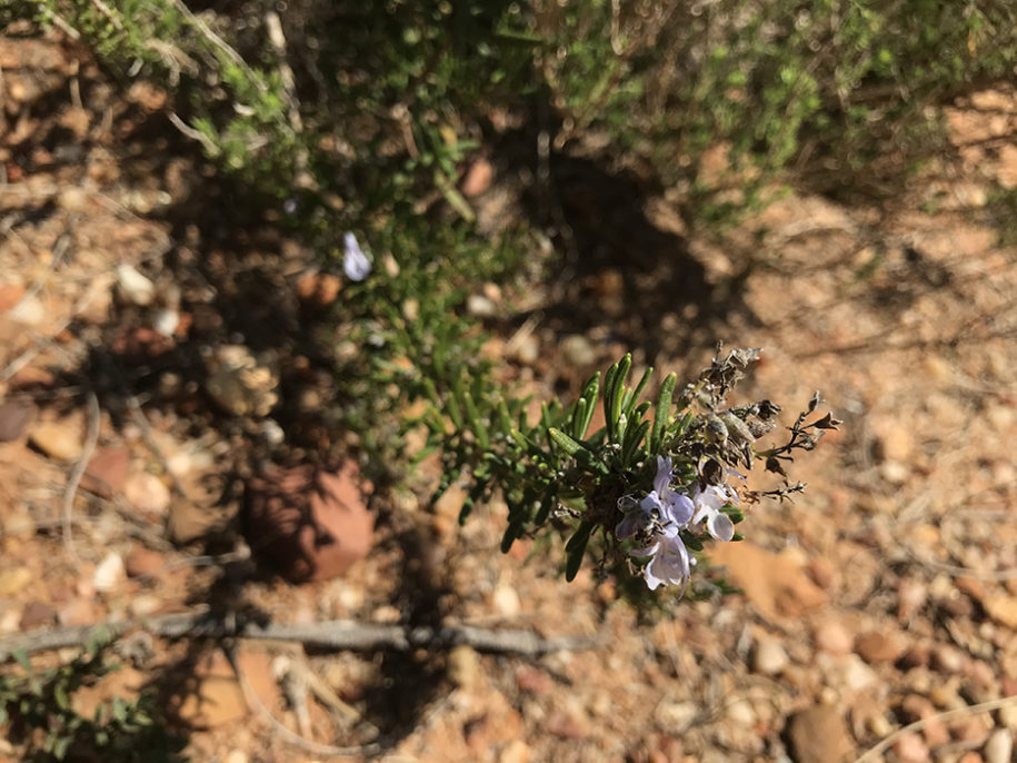 ROSEMARY OIL TUNISIAN