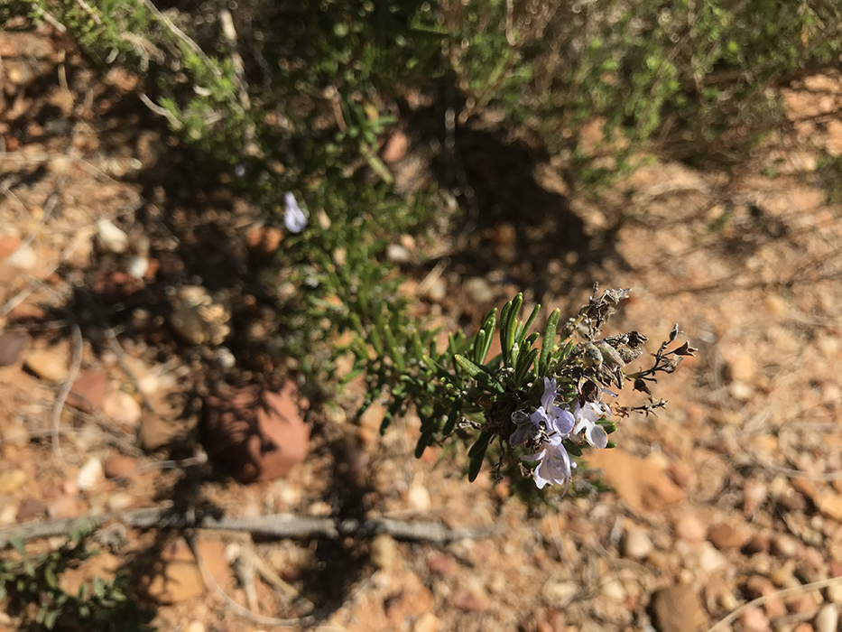 ROSEMARY OIL TUNISIAN